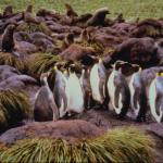 Penguins 002501