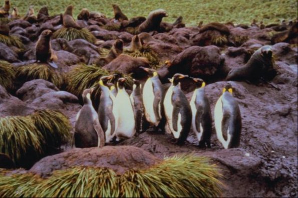 Penguins 002501