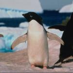 Penguins 004101