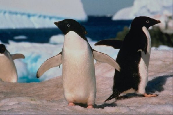 Penguins 004101