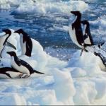 Penguins 0049