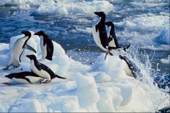 Penguins 0049