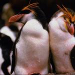 Penguins 0053