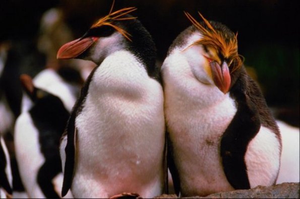 Penguins 0053