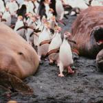 Penguins 0057
