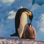 Penguins 0073