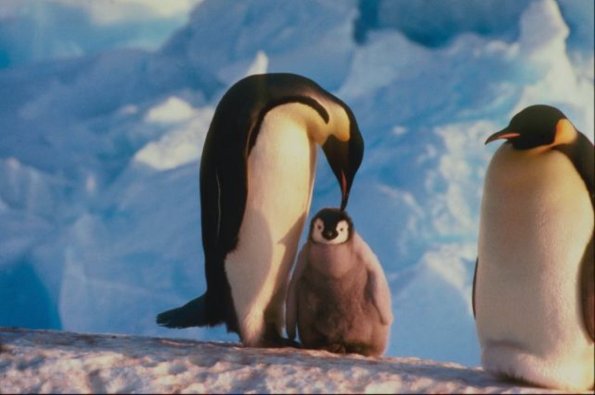 Penguins 0073