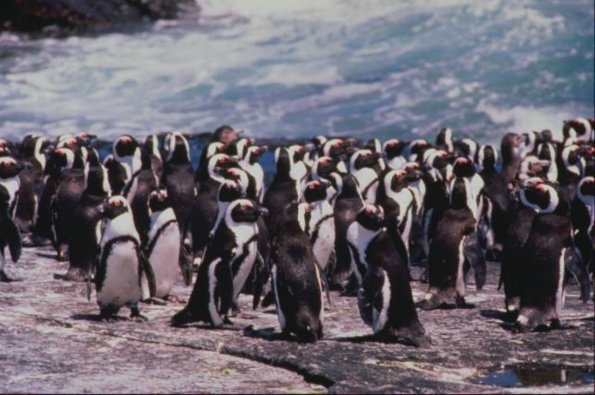 Penguins 0077