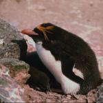 Penguins 0086