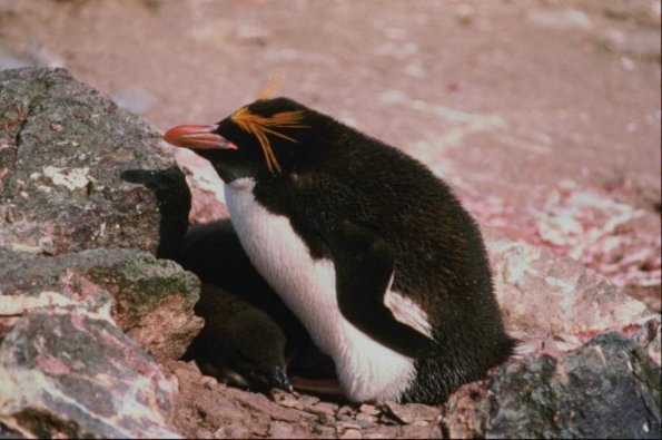Penguins 0086