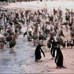 Penguins 0090