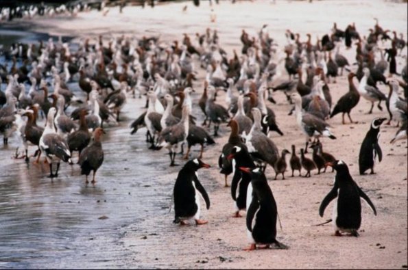 Penguins 0090