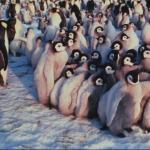 Penguins 0097