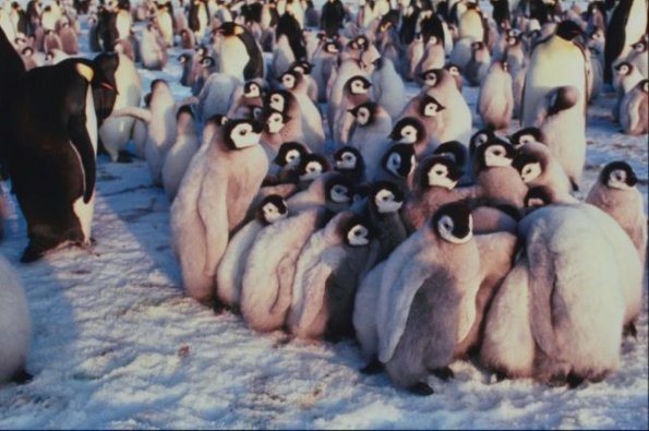Penguins 0097