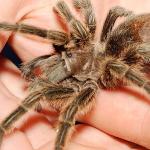 Person holding tarantula uid 1271405