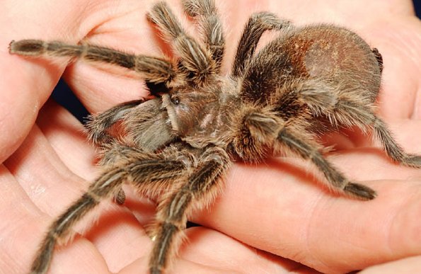 Person holding tarantula uid 1271405