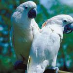 Pets 001401