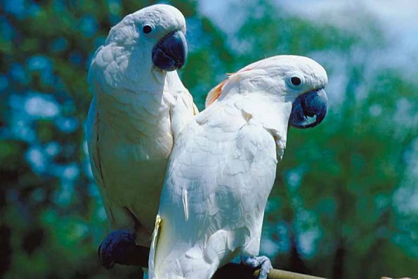 Pets 001401