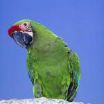 Pets 001601