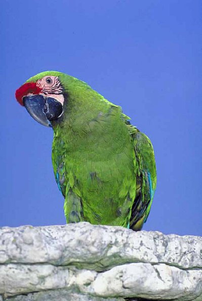 Pets 001601