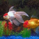 Pets 001901