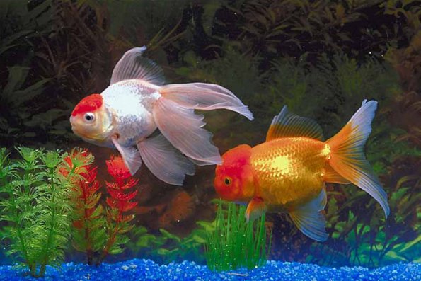 Pets 001901
