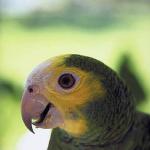Pets 002401