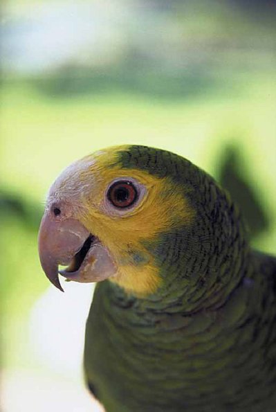 Pets 002401