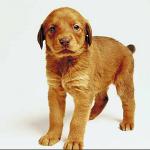 Pets 005801