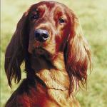 Pets 006301