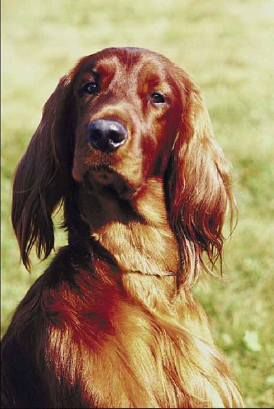 Pets 006301