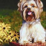 Pets 006401