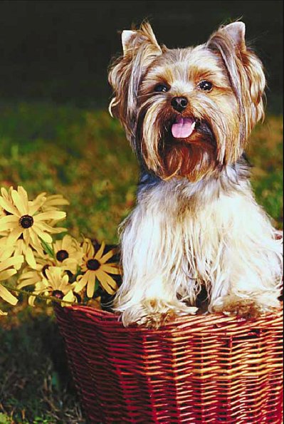 Pets 006401