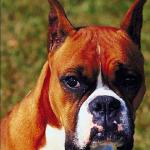Pets 006701