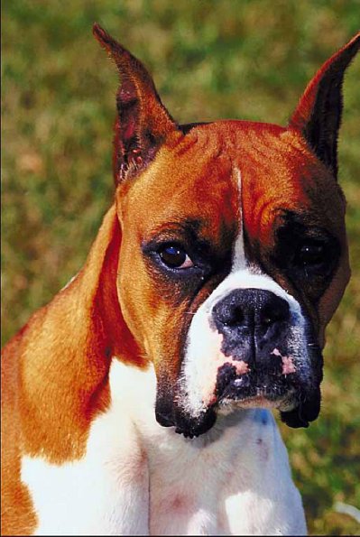 Pets 006701