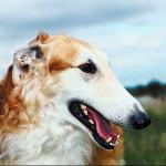 Pets 006801