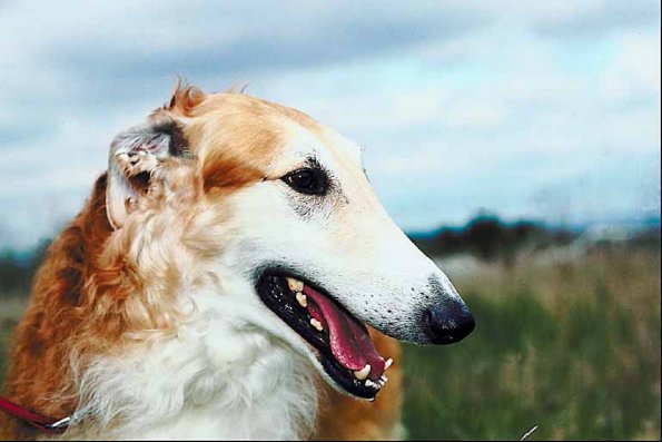 Pets 006801