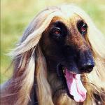Pets 007201