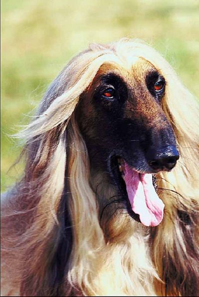 Pets 007201