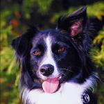 Pets 007401