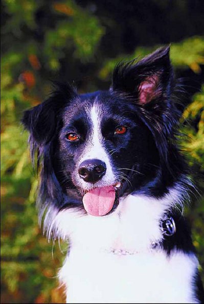 Pets 007401
