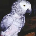 Pets 007801
