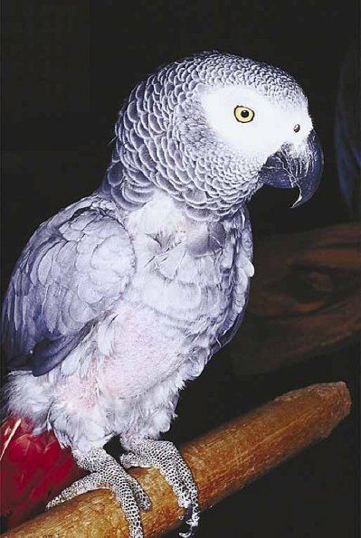 Pets 007801