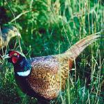 Pheasant c10890