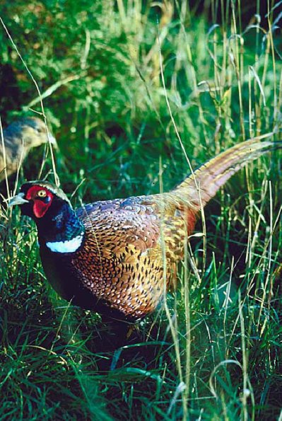 Pheasant c10890