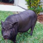 Pig