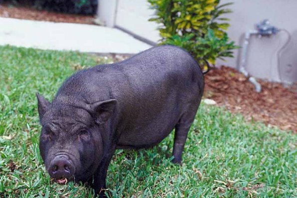 Pig