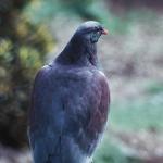 Pigeon New Zealand uid 1042399
