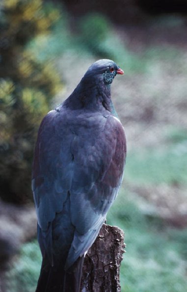 Pigeon New Zealand uid 1042399