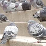Pigeons on concrete steps uid 1272130